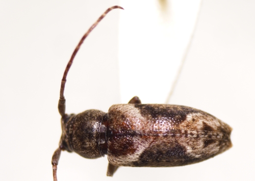 Pterolophia lateripicta observed 2024-02-03