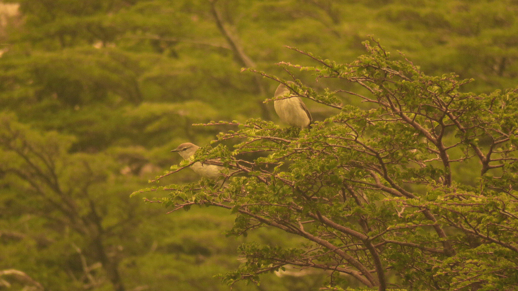 White-browed Ground-Tyrant (Muscisaxicola albilora)
