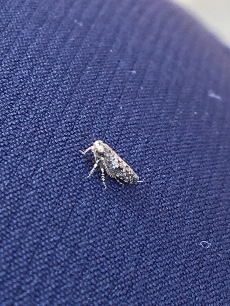 Aricanus filigranus