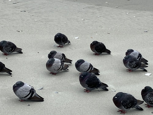 Feral Pigeon photographed in South Carolina