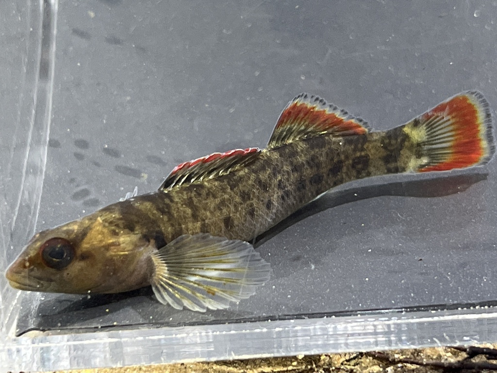 Etowah Darter in February 2024 by michael_vs8 · iNaturalist