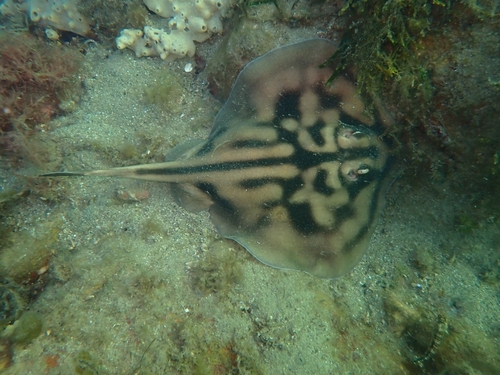Banded stingaree (Urolophus cruciatus) — Urolophidae — 5