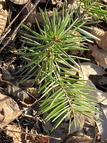 Douglas fir