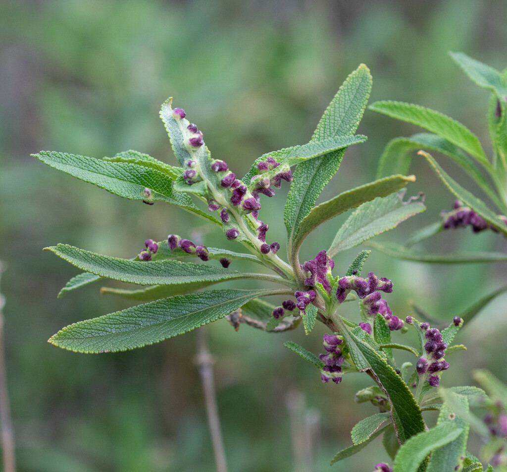 White Sage Leaf Gall Midge from Mount Diablo State Park, Contra Costa