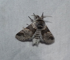 Furcula occidentalis