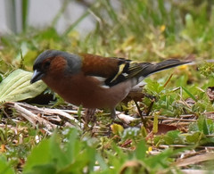 Fringilla coelebs