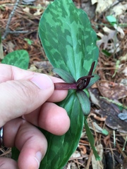 Trillium ludovicianum