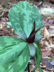 Trillium ludovicianum
