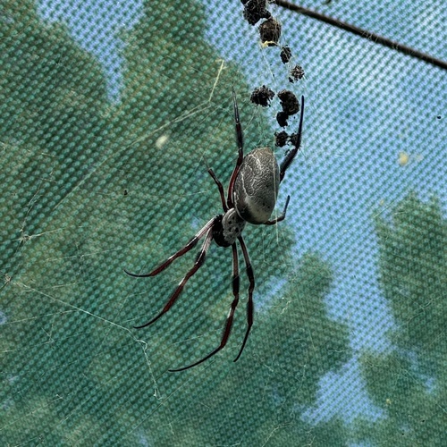 Australian Golden Orb-weaver