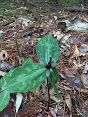 Trillium ludovicianum