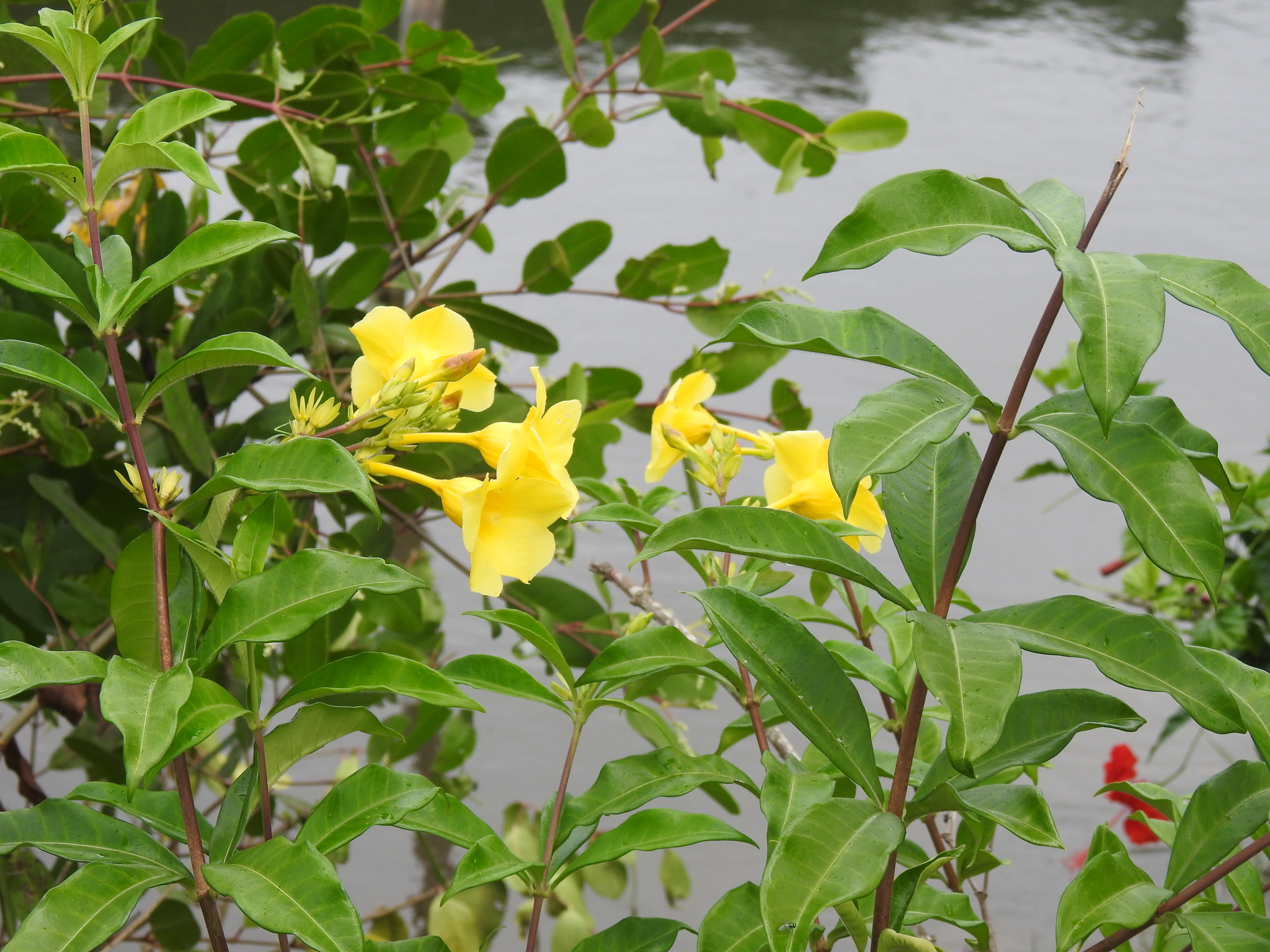 Imagem de Alamanda