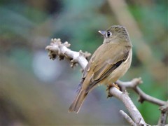 Muscicapa muttui