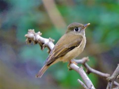 Muscicapa muttui