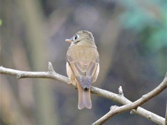 Muscicapa muttui