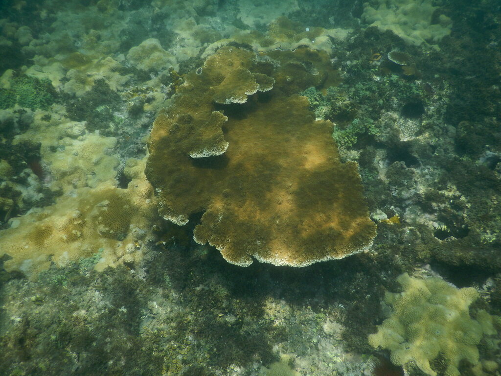 Photo of Elkhorn coral (Acropora palmata)