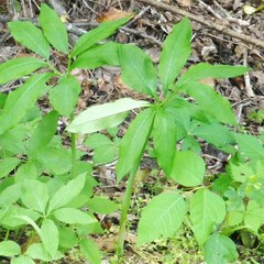 Arisaema dracontium