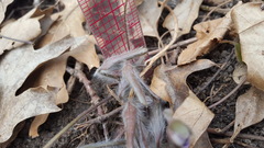 Hepatica americana