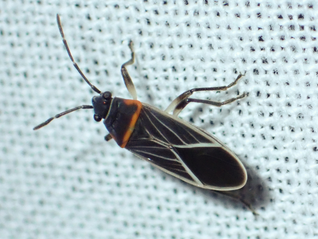 Ochrimnus pseudocollaris