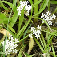 Limnosciadium pumilum