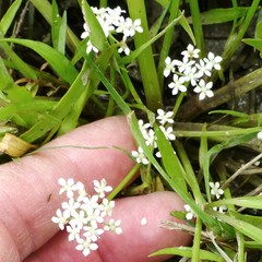 Limnosciadium pumilum