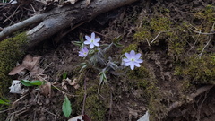 Hepatica americana