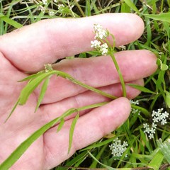 Limnosciadium pumilum