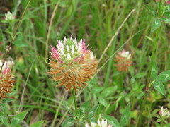 Trifolium vesiculosum