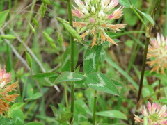 Trifolium vesiculosum