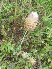 Trifolium vesiculosum