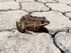 Hoplobatrachus crassus