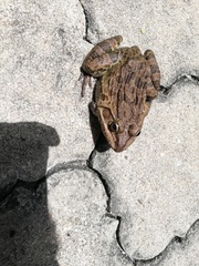 Hoplobatrachus crassus