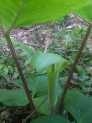 Arisaema triphyllum