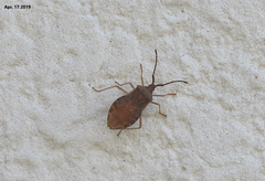 Homoeocerus dilatatus