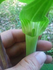 Arisaema triphyllum