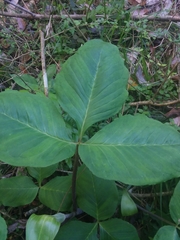 Arisaema triphyllum