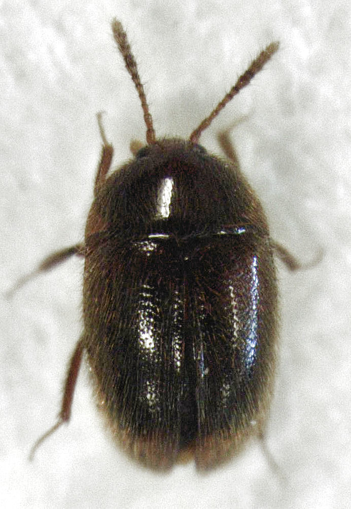 Baeosilpha