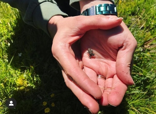 iNaturalist observation photo of Yosemite Toad