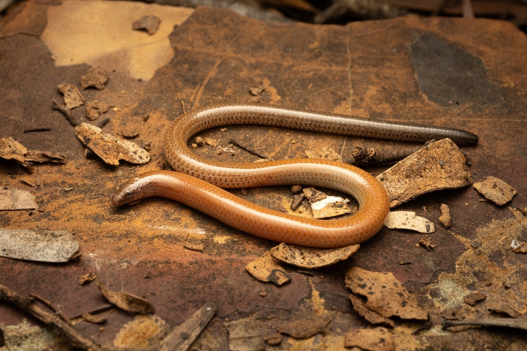 Short-Necked Worm-Skink