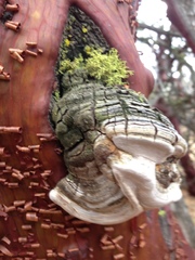 Phellinus arctostaphyli