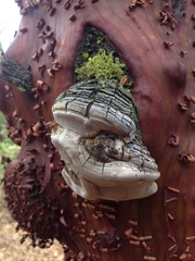 Phellinus arctostaphyli