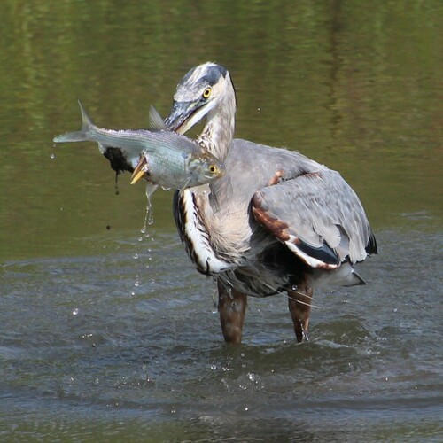 Great Blue Heron photographed in Iowa