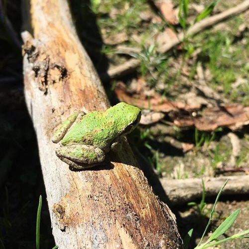 iNaturalist observation photo of Pacific chorus frog