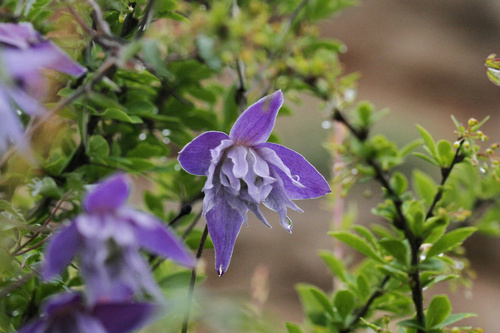 Downy Clematis