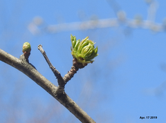 Crataegus pinnatifida