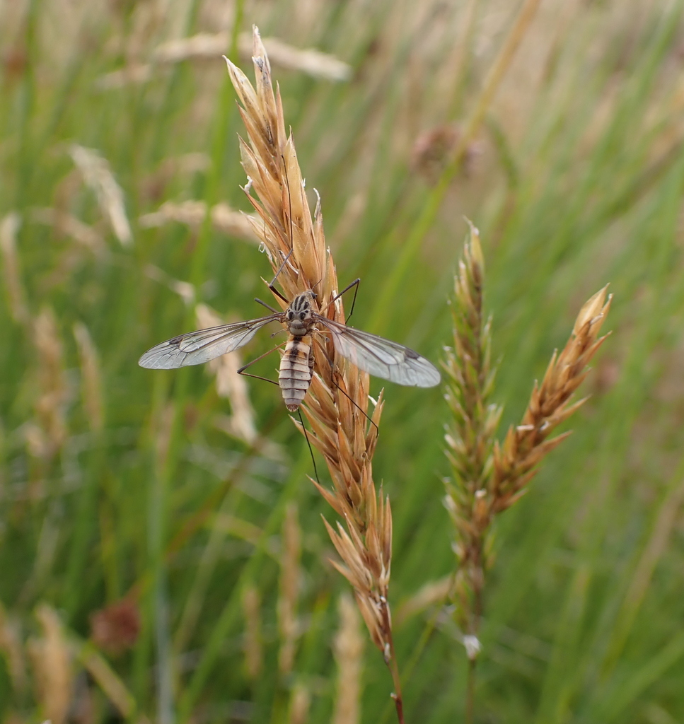 Insects from Black Rock Scientific Reserve on January 30, 2024 at 12:00 ...
