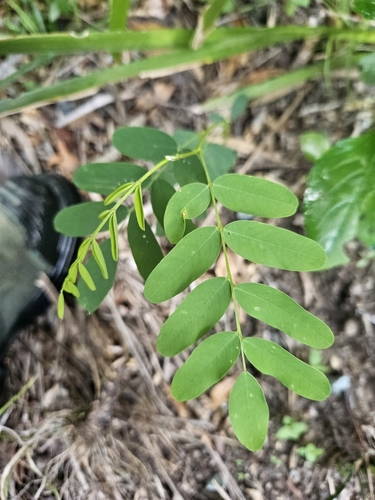 Foto de Tipuana