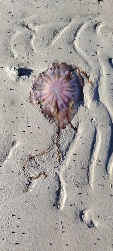 Dwarf Lion's Mane Jelly photographed in Mississippi
