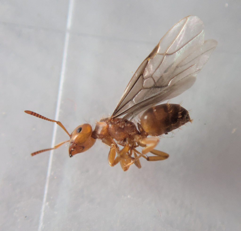 Larger Citronella Ant in February 2024 by JodBot · iNaturalist