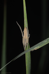 Eustala fuscovittata