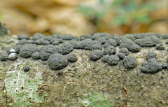 Annulohypoxylon annulatum